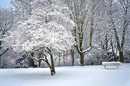 Inverno, neve, invernal, Branco, árvore, frio, natureza