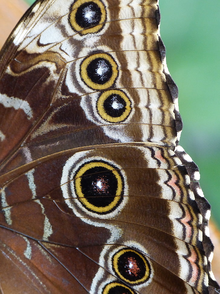 пеперуда, Мъничета, свързани с noctuinae, крило, насекоми, животните
