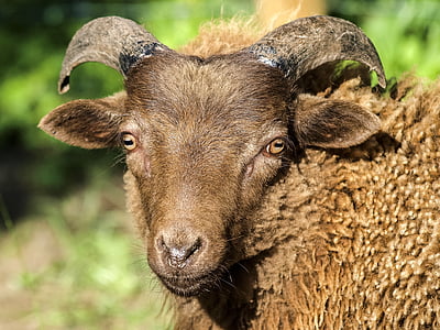 ovelhas, animal, mamífero, pecuária, natureza, fazenda, agricultura