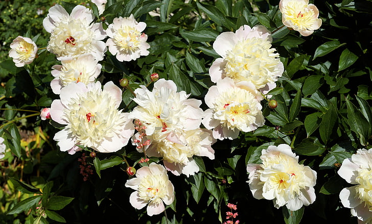 flowers, peony, early summer, garden, nature, delicate flower, white flowers