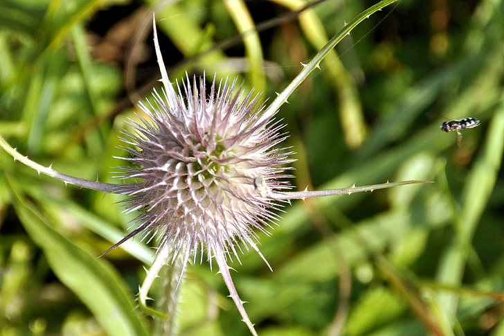 autumn, nature, thistle, insects, bee, fly, meadow