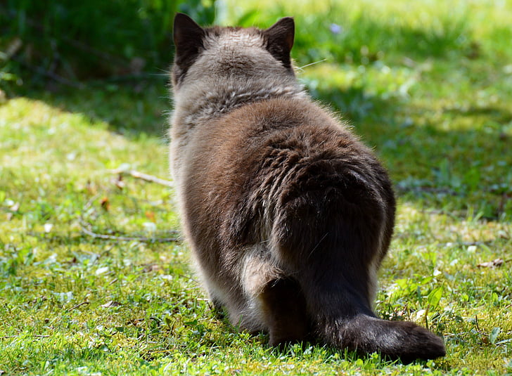 cat, on the lurking, british shorthair, mieze, blue eye, fur, brown