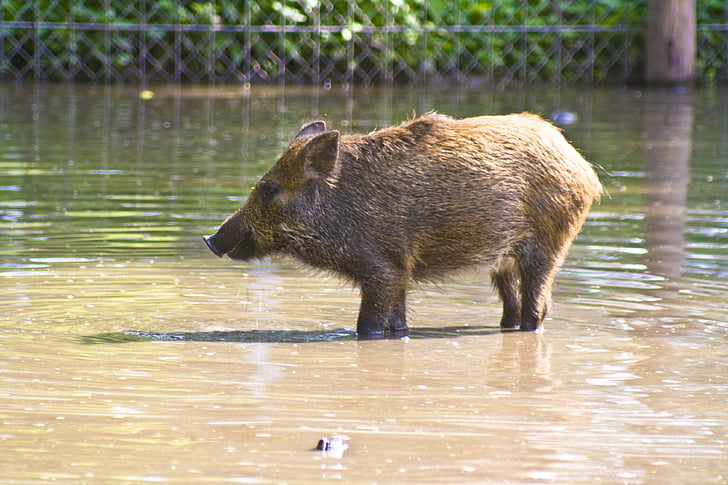 water, sanzgiri, boar, swim, quagmire, pig, wild Boar