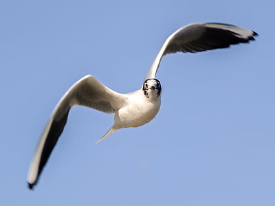 hitam menuju gull, Seagull, burung air, burung, alam, hewan, terbang