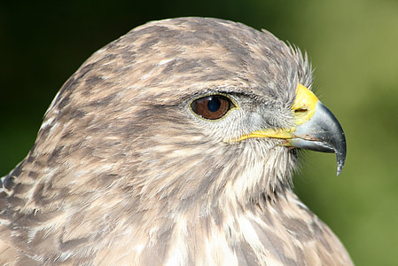 animal, bird, common buzzard, hawk, feathered, birds, beak