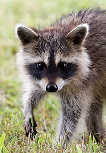 raccoon, baby, cute, animal, wildlife, nature, close up