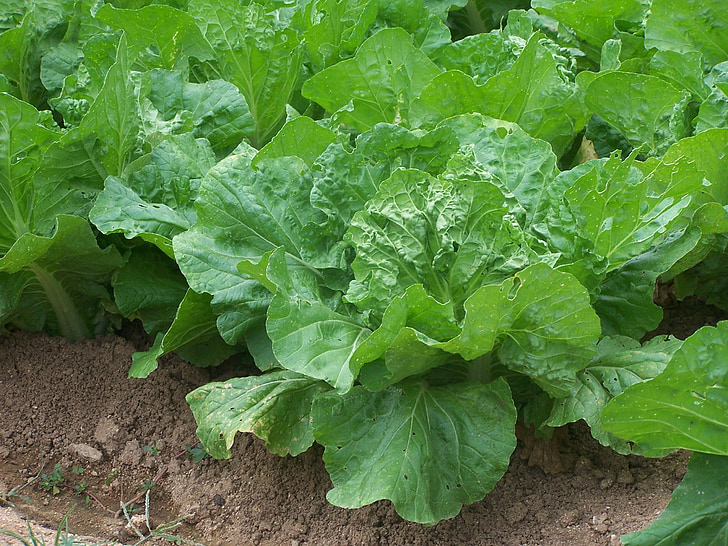 salad, cabbage, vegetables, farm, garden, organic, soil