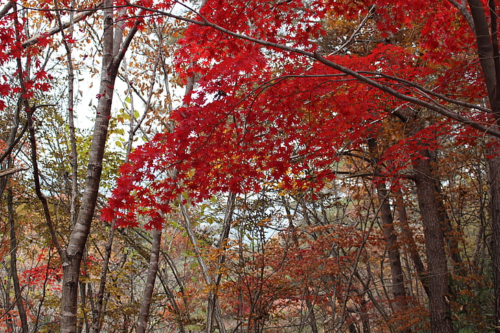 秋, 秋の紅葉, 木材