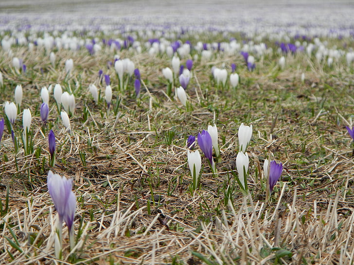 meadow, flowers, crocus, spring, blue, purple, violet
