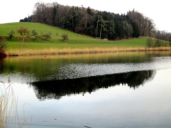 waters, pond, hauptwil, hauptwil pond, mirroring, bank, reed