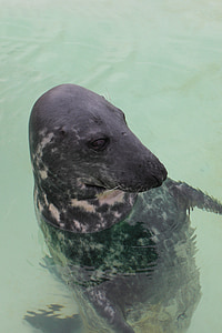 Robbe, eläinten, vesi, nisäkäs, eläinkunnan, Pohjanmeren, Zoo