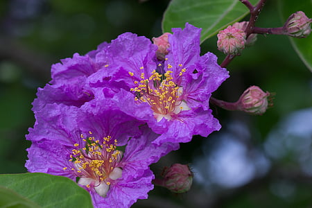 フローラ, 紫, 自然, 咲く, バイオレット, マクロ
