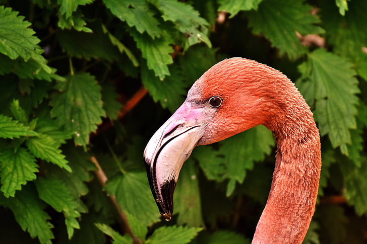 Flamingo, burung, warna-warni, Tierpark hellabrunn, Munich, paruh, satu binatang