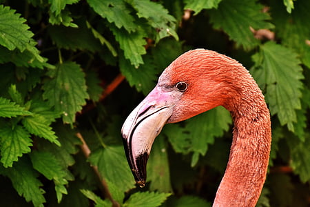 Flamingo, putns, krāsains, tierpark hellabrunn, Minhene, knābis, vienam dzīvniekam