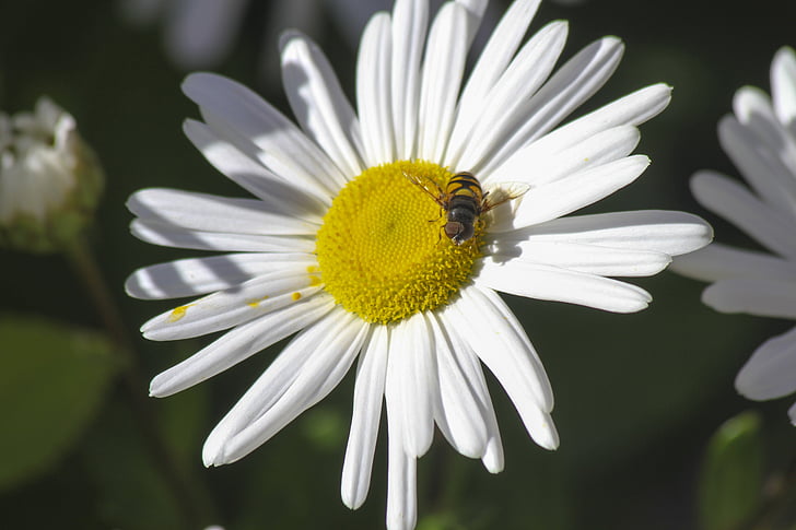 flor, abelha, inseto, natureza, Querida, planta, amarelo