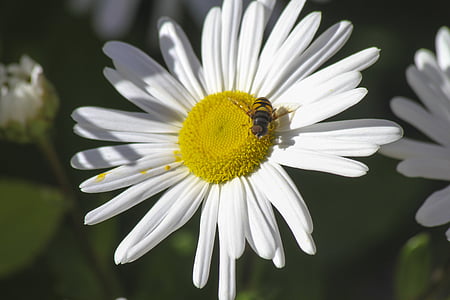 blomst, Bee, insekt, natur, honning, anlegget, gul