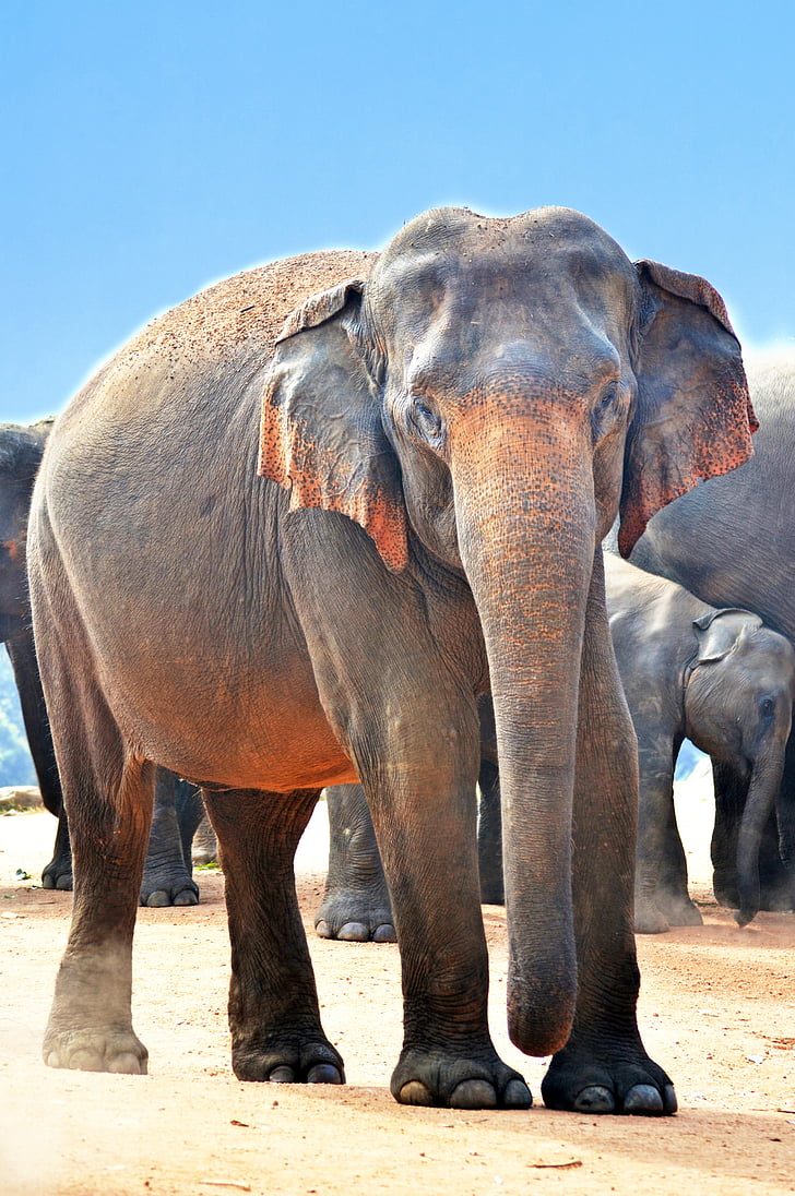 Photographie animalière, animaux, gros plan, éléphants