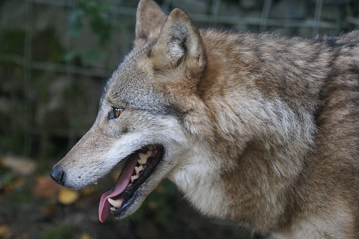 Mongoolse wolf, predatie roofdieren roofdieren, tanden, carnivoor, Wolf, dieren in het wild, dier