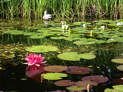 dust, water lilies, pink, white, water, green, grass