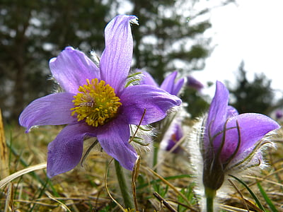 квітка pasque, Загальні pasque квітка, pulsatilla звичайна, hahnenfußgewächs, сухих рослин, квітка, Весна