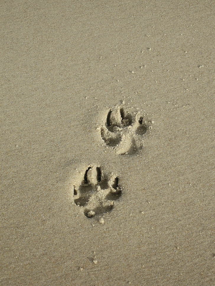 Sand, tass, tass print, stranden, hund tass