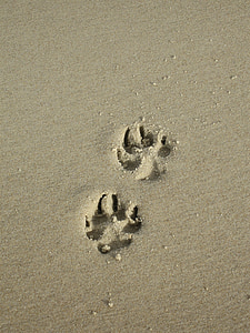 sable, patte, empreinte de patte, plage, patte de chien