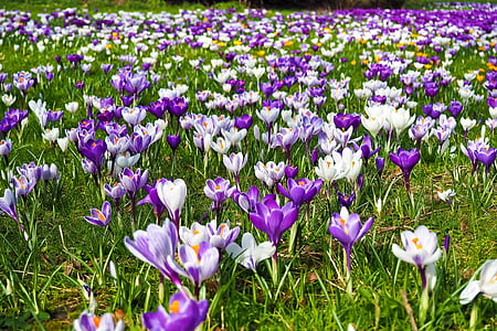 크 로커 스, 꽃, 봄, 봄 꽃, 꽃, 블 룸, 보라색