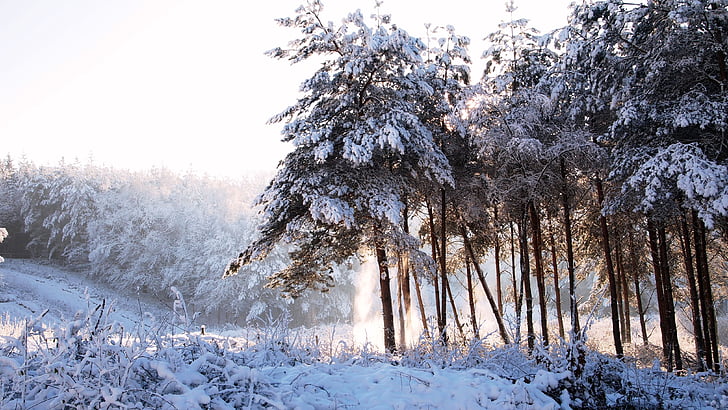 bosque, den, árboles, invierno, nieve, cubierto de nieve, hielo