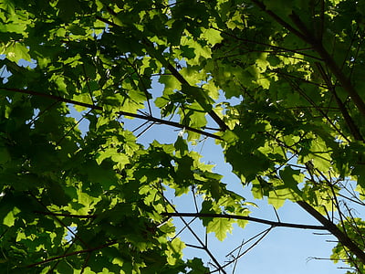 Arce, hojas de arce, hoja, corona, árbol, verde, Arce de Noruega