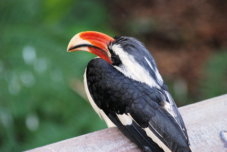 hornbill, bird, tropical, beak, bill, colorful, feather