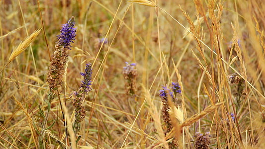 pradera seca, hierba seca, seco, pajitas, flores, del pasto