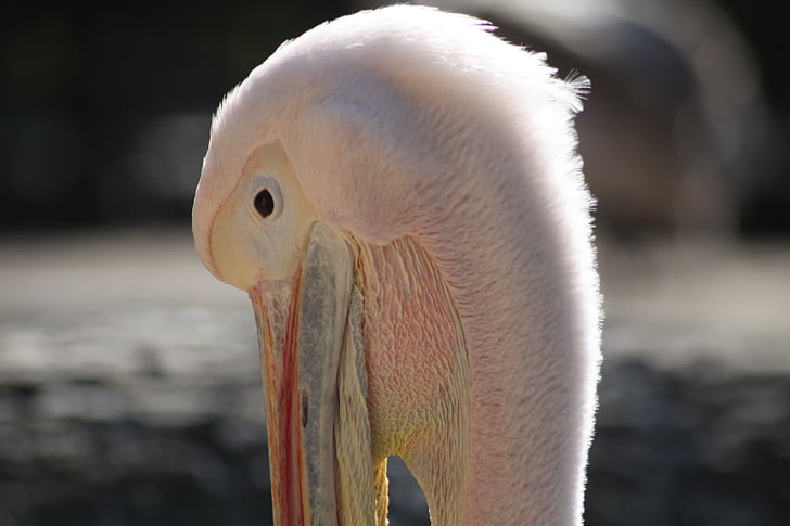 Pelikan, pták, hlava, zvíře, růžová, peří, peří