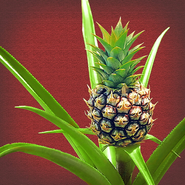 pineapple, baby pineapple, plant, fruit, green, tropic, hawaii