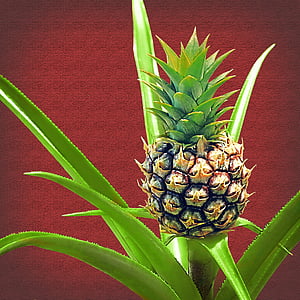pineapple, baby pineapple, plant, fruit, green, tropic, hawaii