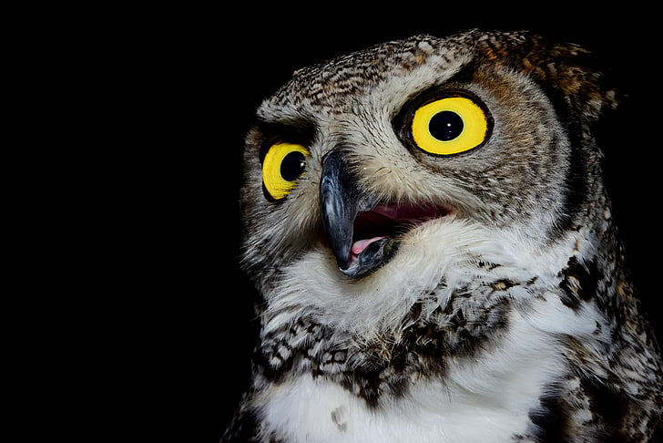 owl, volatile, raptor, beak, feathers, pens, ali