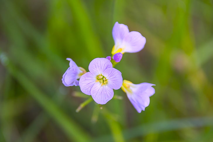 fundal, înflorit, floare, blur, luminoase, Cardamine pratensis, Close-up
