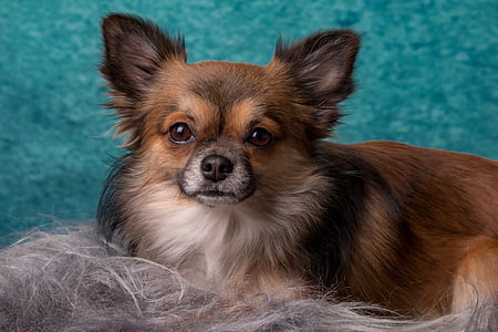 Chihuahua, hunden, liten, kjæledyr, chiwawa, dyr, hårete