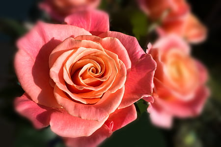 rosa, Miss piggy, bouquet, materiali compositi, Blossom, Bloom, estate
