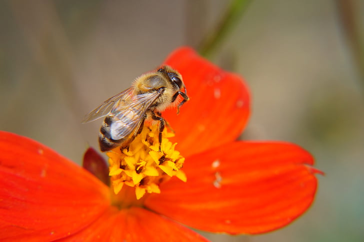 пчела, пчела, опрашване, цветя, Магнолиите, Градина, Салвадор
