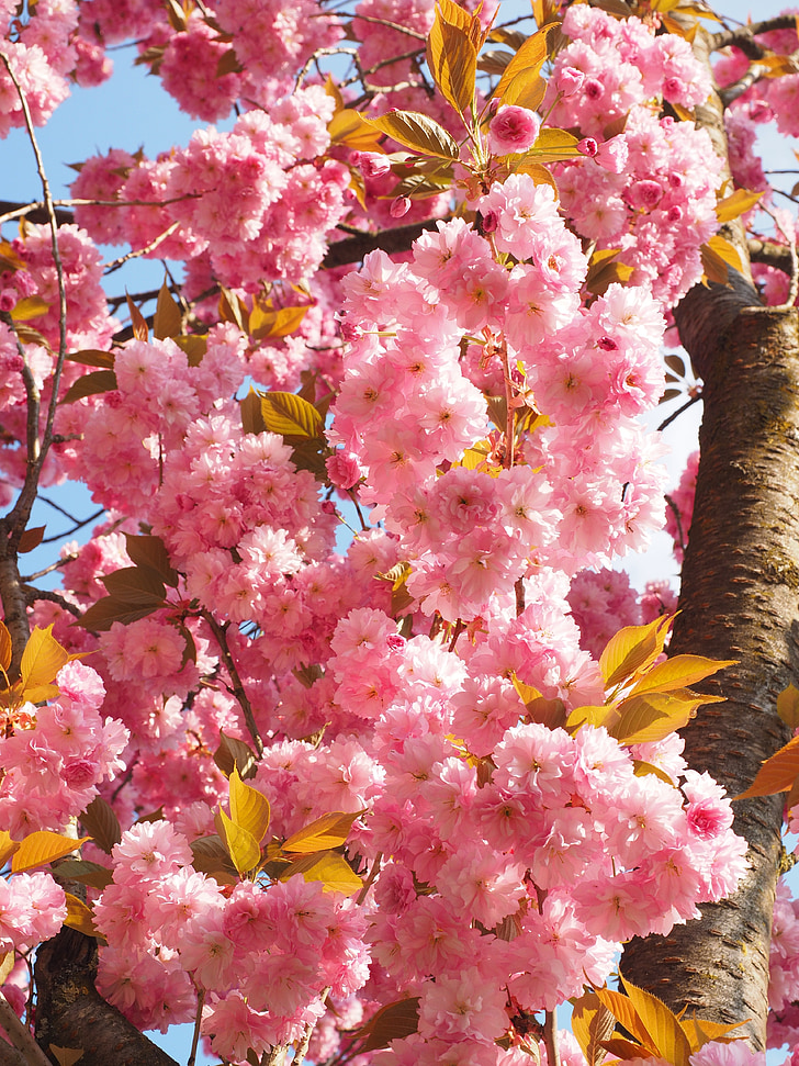 kersenbloesem, Japanse kers, geur, Blossom, Bloom, Japanse sierkers, decoratieve cherry