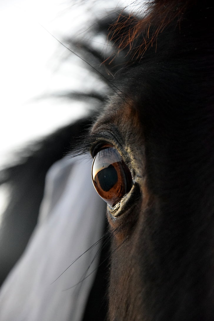 mắt, con ngựa, màu đen, đầu, động vật, đầu thú, cận cảnh