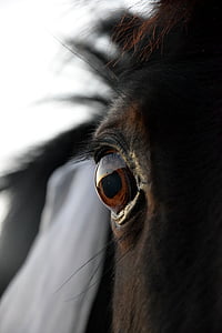 szem, ló, fekete, fej, állat, állati fej, közeli kép: