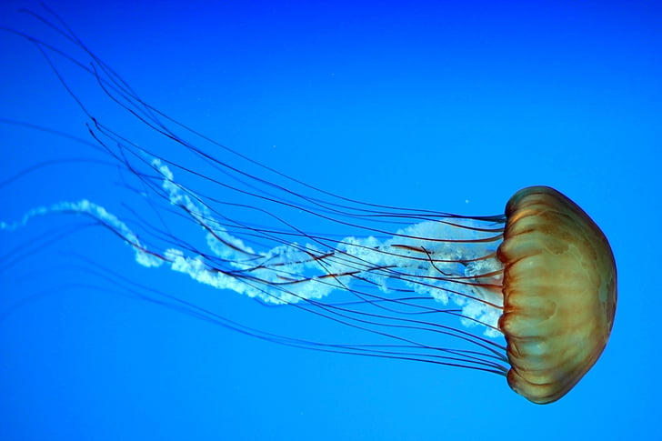 jellyfish, marine, aquatic, underwater, aquarium, wildlife, ocean