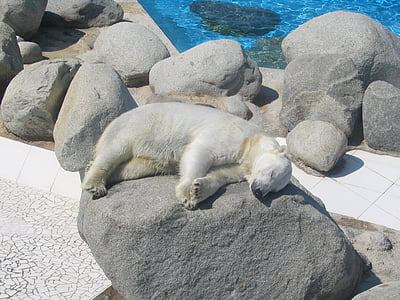 ľadový medveď, slnko, spánok, Tan, zviera, cicavec, voľne žijúcich živočíchov