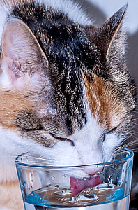katten, heldig katten, glass, ansikt, katten ansikt, vann, drikke