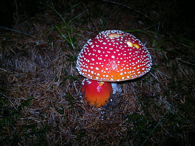 Fly agaric, bos, avond, paddenstoel Vliegenzwam rood, giftig, paddestoel, natuur