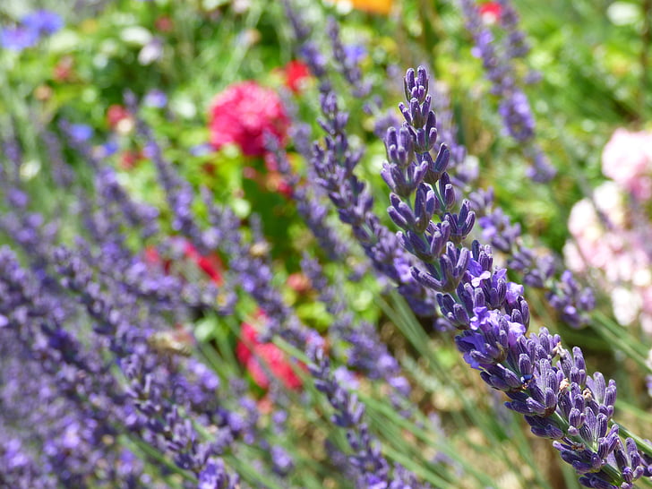 levanduľa, kvety, Záhrada, Lavender kvety, Provence, Stredomorská