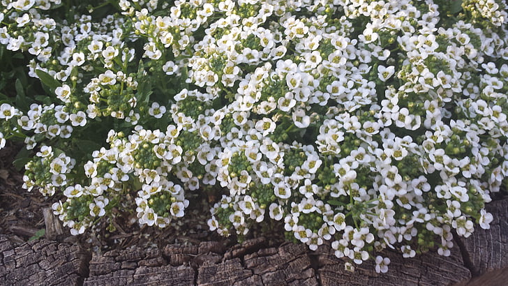 hvid, blomster, natur, forår, blomstrende busk, hvid blomst