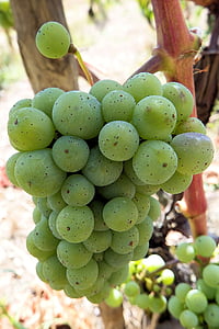 grapes, grapevine, rebstock, vine, green grapes