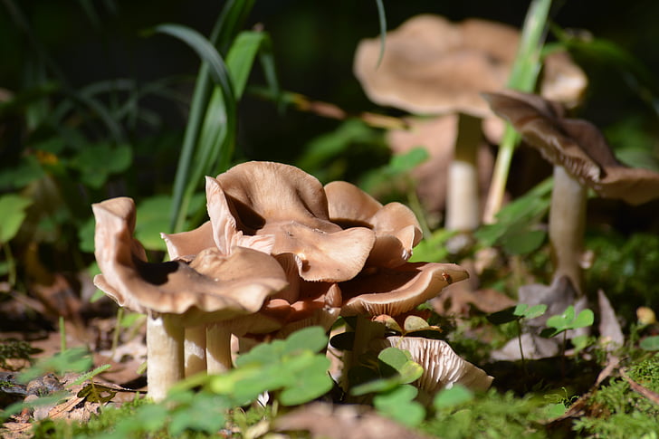 mushrooms, nature, autumn, forest